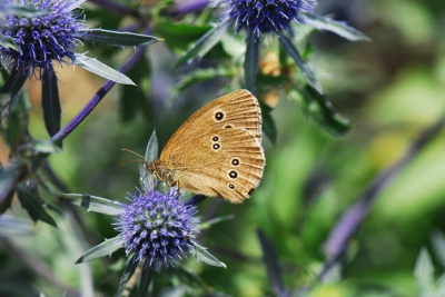 Wat voor een enorme aantrekkingskracht deze distels op insecten hebben.