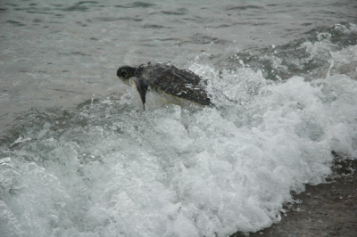 Tijdens vrijwilligerswerk in het opvangcentrum voor gewonde zeeschildpadden kon ik een vrijlating meemaken.  Theodora, zoals deze schildpad genoemd werd, kiest het ruime sop.  Ze was zo enthousiast over haar herwonnen vrijheid dat de ging 'surfen'.