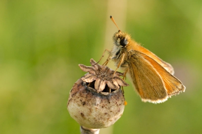 Deze in een veldje gevonden met allemaal boterbloemen en uitgebloeide papavers. Bleef mooi rustig zitten zodat ik meerdere foto's kon nemen. Dit vond ik zelf n van de mooiste. Genomen met D-200 en Sigma 70mm macro.