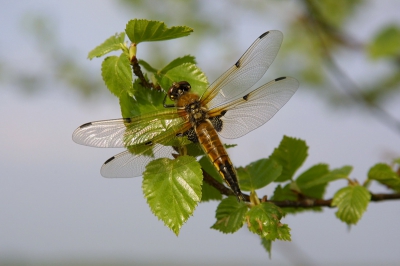 <i class='fa fa-user'></i>&nbsp;Wolter van Dijk&nbsp;| Viervlek&nbsp; <i class='fa fa-eye'>&nbsp;114</i> &nbsp; <i class='fa fa-comment-o'>&nbsp;3</i>