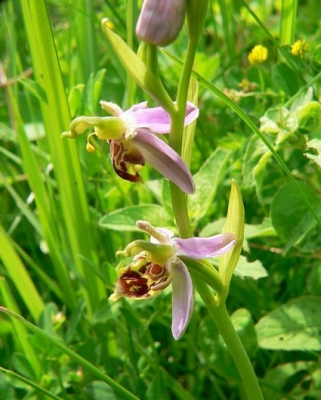 <i class='fa fa-user'></i> Henk van den Born | Bijenorchis  <i class='fa fa-eye'> 232</i>   <i class='fa fa-comment-o'> 0</i>