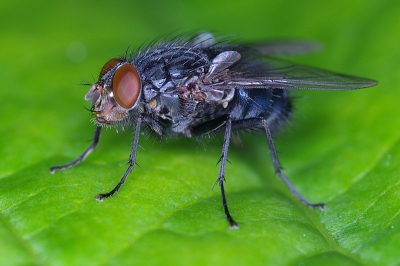 Pentax K10d
Tamron 2.8 90mm Macro

Focal lenght 90mm
Shutterspeed 1/125
Aperture F6.7
Sensitivity  iso100
Flash yes ringflash