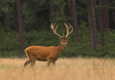 Afgelopen zondag naar de Veluwe geweest om daar mijn nieuwe Sigma 500mm f4.5 lens uit te proberen.Het weer zou tenslotte voor zondag goed zijn. De edelherten kwamen vrij laat uit de dekking,zodat de zon al onder was. Toch ben ik wel tevreden met deze opname. Vanaf statief met draadontspanner en spiegelopklap.
