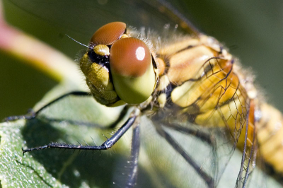 Upclose and personal