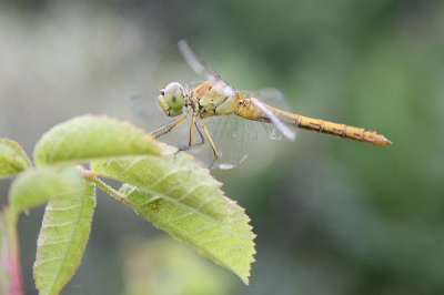 Mijn Kodak DX6340 is na vier jaar trouwe kameraadschap recent overleden, daarom tijd voor nieuw speelgoed: Canon 400D + 18-55 EF-S. Heidelibellen leken me een leuk testonderwerp (en natuurlijk niet alleen die 'gewone'...)