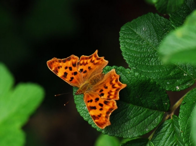 De gehakkelde aurelia is een dankbare vlinder om te fotograveren.