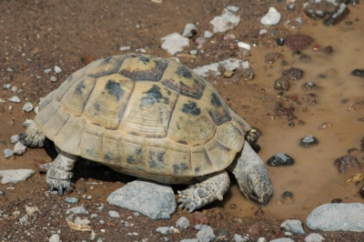 Onderweg langs onverharde wegen kwamen we deze schildpad tegen.