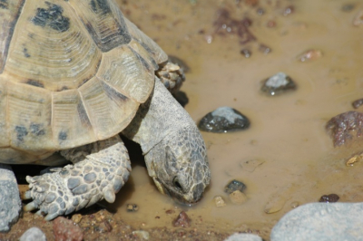 Onderweg langs onverharde wegen kwamen we deze schildpad tegen.