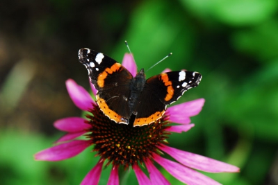 De atalanta op de bloem van de echinacea bij ons in de tuin.