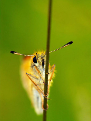 Genomen met een raynox macrolens