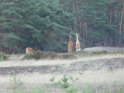 Op het juiste moment op de juiste plaats, alleen ik moest wel erg snel zijn om dit vast te leggen waardoor de scherpte ontbreekt