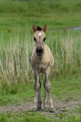 Het is natuurlijk geen bruine beer maar zo'n onbevangen Konik-veulen kijk ik ook graag naar.
Heb een aantal opnames van dit veulen maar ik vond deze door de symmetrische pose en de centrale plaatsing juist wel wat hebben (tegen alle compositieregels in :))
165mm, F6.3,  1/2000s, ISO400