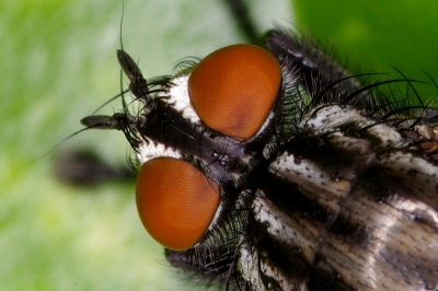 Extreme close-up
Compounded eyes