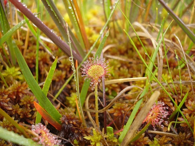 Excursie met Hogeschool Larenstein voor studierichting Bos- en Natuurbeheer naar New Forest. Wat een schitterend gebied is dat. Hier een plantje uit een hoogveengebied. Het blijven fasinerend mooie plantjes. Misschien van de week nog meer...
