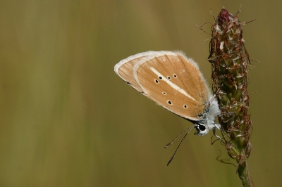 Hier al een vervolg van mijn foto's uit Frankrijk.
Op een heerlijk veldje vol westelijke parelmoers en daarboven circelende vale gieren, ook enkele van deze pareltjes. 
Dit is voor mij eveneens een van de mooiste vlinders! (vandaar dat ik hem ook in mijn pa zet)

Groeten Jonas