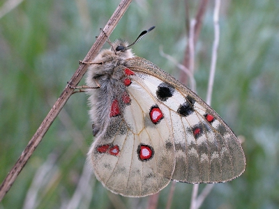 <i class='fa fa-user'></i>&nbsp;Edwin van Spronsen&nbsp;| Kleine Apollovlinder&nbsp; <i class='fa fa-eye'>&nbsp;989</i> &nbsp;<i class='fa fa-thumbs-up'>&nbsp;9</i> &nbsp; <i class='fa fa-comment-o'>&nbsp;17</i>