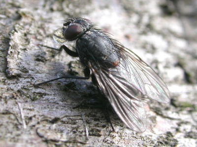 <i class='fa fa-user'></i> Gerard Pennards | Echte vliegen  <i class='fa fa-eye'> 62</i>   <i class='fa fa-comment-o'> 1</i>