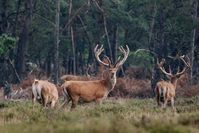 ik had vandaag eerst naar de oostvaardersplassen gewild,maar helaas toen ik om 03.00 uur opstond regende het behoorlijk.om 05.30 uur was het droog maar vond het te laat om nu nog naar ovp te gaan en ben vertrokken naar de veluwe.eenmaal daar aangekomen kwam ik een een wildzwijn tegen met jongen helaas kon ik hiervan niet een behoorlijke foto maken omdat er een auto aankwam en deze verjaagde.
om 08.00 uur naar de hoge veluwe gegaan en ja hoor mijn eerste edelhert op de foto gezet, hoera hoera.
dit is het resultaat geworden.