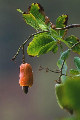 <i class='fa fa-user'></i> Wim Remmelzwaal | Cashew  <i class='fa fa-eye'> 307</i>   <i class='fa fa-comment-o'> 1</i>