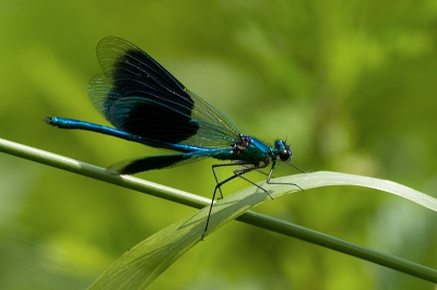 <i class='fa fa-user'></i>&nbsp;Peter van der Wijst&nbsp;| Weidebeekjuffer&nbsp; <i class='fa fa-eye'>&nbsp;107</i> &nbsp; <i class='fa fa-comment-o'>&nbsp;3</i>