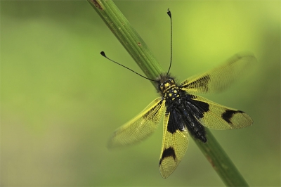 Was de eerste keer dat ik zoiets zag. T'is beslist een leuke verschijning en deze liet zich mooi fotograferen net voordat hij opsteeg.

Meer foto's op: www.bartheirweg.com