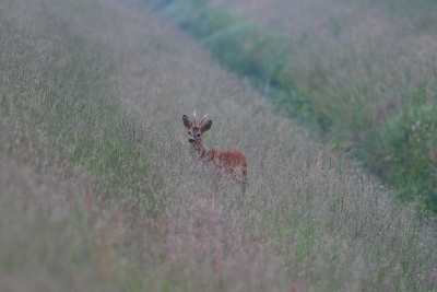 deze foto heb ik ongeveer 1 maand geleden gemaakt in duitsland.
heb toen veel wild gezien zoals ren en hazen en konijnen.
deze foto wou ik jullie nog laten zien,ben benieuwd wat jullie hiervan vinden.