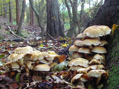 Deze toef Schubbige bundelzwammen overviel ons echt! Doordat de paddestoelen al wat verder zijn in hun ontwikkeling, is er minder overeenkomst met de foto's in de meeste plaatjesboeken. Hier zie je maar weer eens hoe makkelijk zwammen ons om de tuin kunnen leiden!