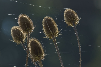 met direct tegenlicht zie je pas dat er allemaal herfstdraden op de kaardebollen zitten