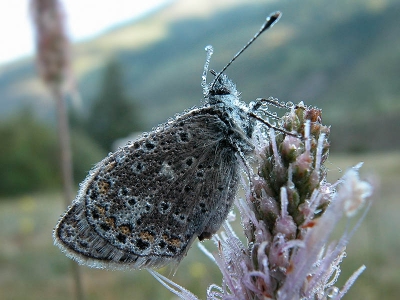 <i class='fa fa-user'></i>&nbsp;Edwin van Spronsen&nbsp;| Icarusblauwtje&nbsp; <i class='fa fa-eye'>&nbsp;418</i> &nbsp;<i class='fa fa-thumbs-up'>&nbsp;1</i> &nbsp; <i class='fa fa-comment-o'>&nbsp;2</i>