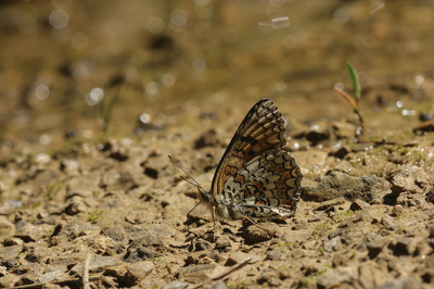 Deze zat prachtig te drinken uit een klein berg stroompje. Maar wat is het moeilijk om zo plat op de buik nog een mooie foto te schieten.

groet natuurflits.nl