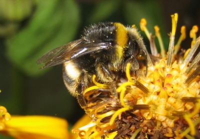 <i class='fa fa-user'></i> gvds | Hommel  <i class='fa fa-eye'> 68</i>   <i class='fa fa-comment-o'> 1</i>