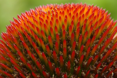 Rode Zonnehoed voor in de tuin.
Het lijkt wel spiespalen vol bloed... ;)

10D, 28-105, tussenring, statief