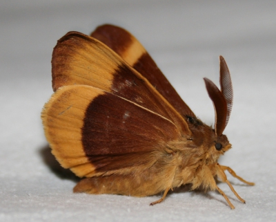 Fraaie Hageheld die op het laken kwam zitten. Lijkt me dat deze een beetje de weg kwijt was, want ik woon toch echt op 10km van het dichtsbijzijnde geschikte habitat, maar daarom is tie niet minder fraai.