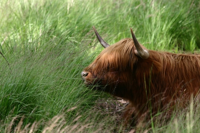 Eindelijk nog eens een plaatje voor nederpix. Deze hooglander lag rustig in het ochtendgras op de Meinweg. In deze foto trok me vooral de overeenkomst tussen de 'fijnte' van de grassen en het 'gekampe' koppie.

Sigma 50-500 op 450 mm f8.0