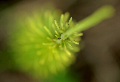 <i class='fa fa-user'></i> Naturepix | Van ruis en beperkte DOF  <i class='fa fa-eye'> 152</i>  <i class='fa fa-thumbs-up'> 2</i>   <i class='fa fa-comment-o'> 13</i>