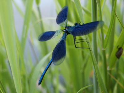 <i class='fa fa-user'></i>&nbsp;C. Kuipers&nbsp;| Weidebeekjuffer&nbsp; <i class='fa fa-eye'>&nbsp;236</i> &nbsp;<i class='fa fa-thumbs-up'>&nbsp;1</i> &nbsp; <i class='fa fa-comment-o'>&nbsp;3</i>