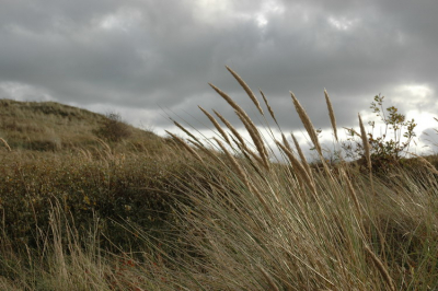 <i class='fa fa-user'></i> Elisa | In de duinen  <i class='fa fa-eye'> 186</i>   <i class='fa fa-comment-o'> 2</i>