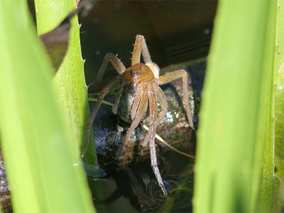 Deze spin zat bij een heldere sloot met Krabbenscheer. Het lijkt me geen Gerande Oeverspin want ik zie geen strepen op het lichaam. Het zou ook Waterspin kunnen zijn, maar die leeft vrijwel uitsluitend onder water. Grootte schat ik op ca. 8 cm. En wat doet die spin? Het maken van een pakket met eieren???