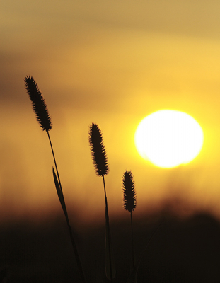 Ik ben de laatste tijd wat aan het experimenteren met tegenlicht. Deze foto is genomen laat 's avonds, toen de zon heel laag stond.

Meer foto's op: www.bartheirweg.com