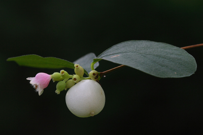 <i class='fa fa-user'></i> Luc Meert | Symphoricarpos rivularis  <i class='fa fa-eye'> 120</i>  <i class='fa fa-thumbs-up'> 1</i>   <i class='fa fa-comment-o'> 3</i>