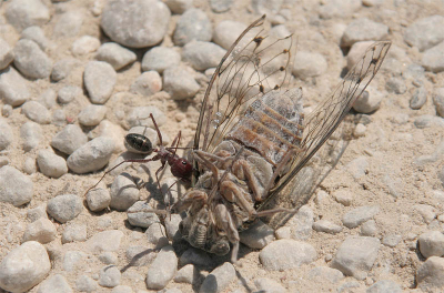 Deze mier probeerde de nog levende en hevig tegenstribbelende cicade mee te sleuren. Ik vond het een erg spectaculair gezicht zo'n klein miertje met zo'n grote buit. Geen idee over de soort mier en cicade.