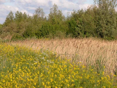 <i class='fa fa-user'></i>&nbsp;Carlan&nbsp;| Volksbos Vlaardingen&nbsp; <i class='fa fa-eye'>&nbsp;298</i> &nbsp; <i class='fa fa-comment-o'>&nbsp;0</i>