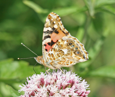 Prachtig doortekend, net naast een distel echter.