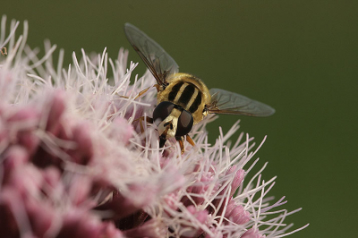 In de ecozone rond om buitenpost, heerlijk om voor je werk wel eens foto's te maken. Kun je ook af en toe je macrolens meenemen,

groet natuurflits.nl