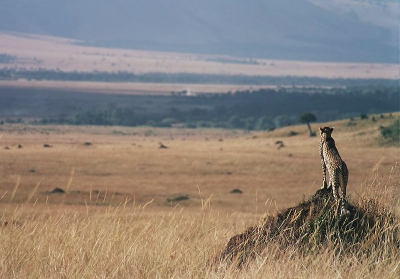 <i class='fa fa-user'></i>&nbsp;Rick van der Weijde&nbsp;| Jachtluipaard&nbsp; <i class='fa fa-eye'>&nbsp;376</i> &nbsp;<i class='fa fa-thumbs-up'>&nbsp;1</i> &nbsp; <i class='fa fa-comment-o'>&nbsp;2</i>