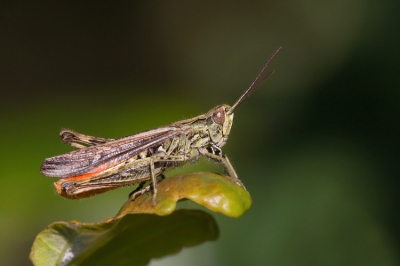 Ik was gisteren op zoek naar Heidelibellen op de heide en toen kwam ik deze kleine sprinkhaan tegen. Het beestje was ongeveer 2 - 2.5 cm groot en maakte af en toe een zacht tjirp geluid. Dit is niet mijn materie, maar ik wil wel graag een naam plakken aan deze foto. Geeft iemand een idee?