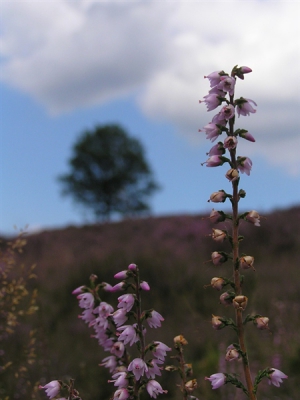 <i class='fa fa-user'></i> Laurens | Veluwe  <i class='fa fa-eye'> 141</i>   <i class='fa fa-comment-o'> 3</i>