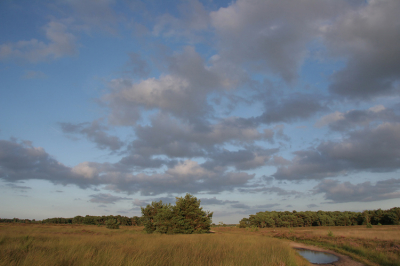 <i class='fa fa-user'></i> Gerard Schouten | Strabrechtse Heide  <i class='fa fa-eye'> 134</i>   <i class='fa fa-comment-o'> 1</i>