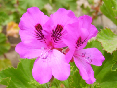 Kent iemand de naam van de plant die deze bloemen heeft?