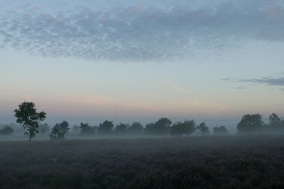 <i class='fa fa-user'></i> Joop Gerretse | Hoog Buurlosche heide  <i class='fa fa-eye'> 119</i>   <i class='fa fa-comment-o'> 4</i>